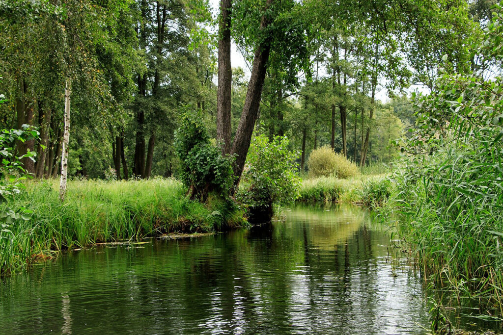 Spreewaldkanal mit grünem Ufer und vielen Bäumen